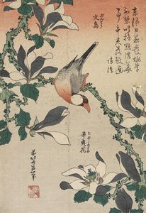 Java-Sperling und Magnolie, ca. 1832