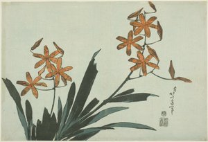 Orange Orchideen, aus einer unbetitelten Serie von Blumen