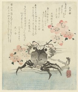 Krabbe mit Kirschblüte von Katsushika Taito II