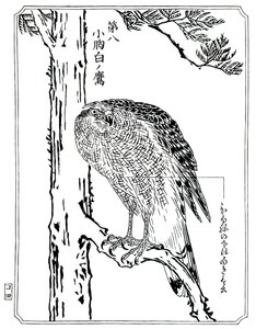 Ein Falke, 1898