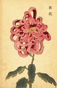 Hybride rosa und purpurrote Chrysantheme (Gravur) von Keika Hasegawa