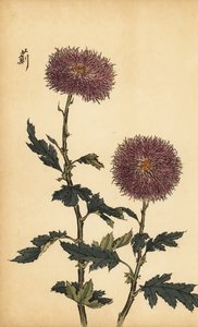 Hybride violette Chrysantheme (Gravur)
