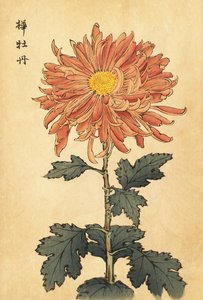 Hybride lachsrosa Chrysantheme von Keika Hasegawa