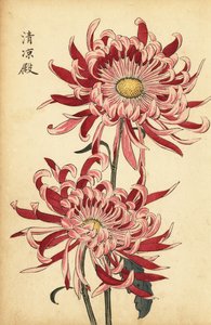 Hybridisierte rosa-scharlachrote Spinnenchrysantheme (Gravur) von Keika Hasegawa
