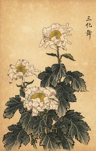 Hybride weiße und rosa Chrysantheme von Keika Hasegawa