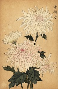Hybride weiße Chrysantheme, Chrysanthemum indicum von Keika Hasegawa