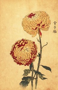 Hybride gelbe und scharlachrote Pompon-Chrysantheme (Stich) von Keika Hasegawa