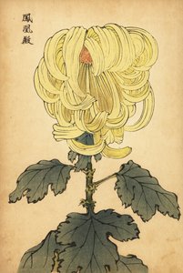 Hybride gelbe Chrysantheme, 1893 (Gravur) von Keika Hasegawa