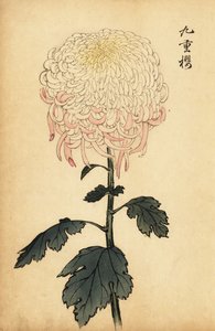 Bunte weiße und rosa Chrysantheme