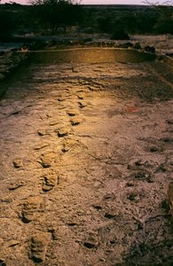 Die ersten Schritte, 3,6 Millionen Jahre alte Fußspuren im nassen Vulkangestein, entdeckt... 2008 (Foto) von Kenneth Garrett