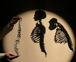 Die ersten Schritte, Wirbelsäulenrekonstruktion, Bruce Latimer, Cleveland Museum of Natural History von Kenneth Garrett
