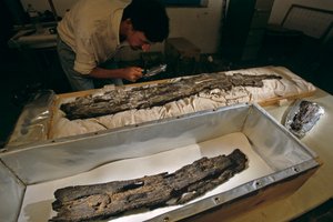 Dr. Matthew Adams inspiziert Holzbootplanke im Labor, Hartholz, nicht Zeder, aus Abydos, Ägypten, 2005 von Kenneth Garrett