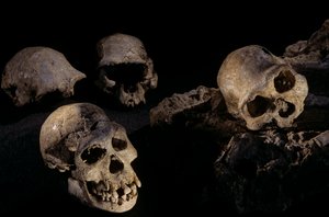 Vier Schädel aus Dmanisi, Dmanisi, Georgien Homo Erectus Fundstätte von Kenneth Garrett