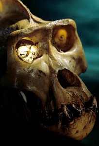 Homo Erectus, Gorilla und Koboldmaki, größte und kleinste Primaten, Bruce Latimers Labor von Kenneth Garrett