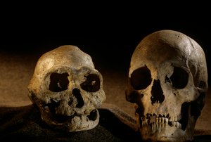 Homo erectus Schädel, zahnlos, und moderner menschlicher Schädel, Dmanisi von Kenneth Garrett