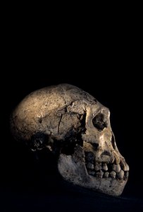 Schädel gefunden in Dmanisi, Dmanisi, Georgien, Homo erectus Fundort