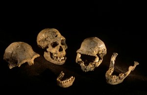 Schädel und Unterkiefer aus Dmanisi, Dmanisi, Georgien Homo Erectus Fundstätte von Kenneth Garrett
