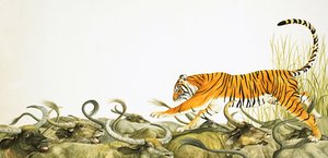 Ein Tiger rennt über die Rücken von Büffeln