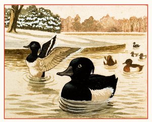 Enten und Drakes