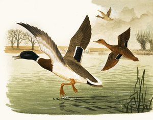 Enten und Erpel