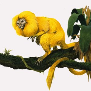 M für Marmoset