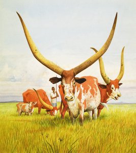 Die längsten Hörner! ... Gehören dem Bahima-Langhornrind aus Uganda
