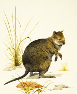 Der Quokka aus Australien, eine Art Wallaby