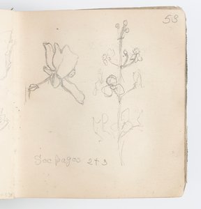 Skizzenbuchseite: Skizze einer Blume