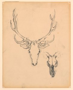 Studie eines Hirschkopfes von Kenyon Cox
