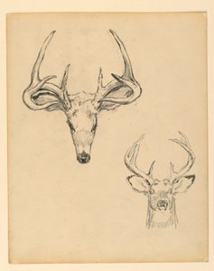 Studie eines Hirschkopfes von Kenyon Cox