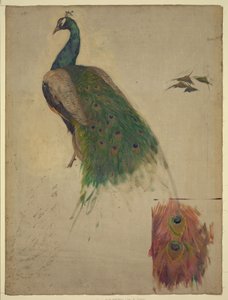 Die Wissenschaften, Studie für Pfau im Tympanon, Südwestgalerie, Dekoration für die Library of Congress