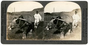 Landwirtschaft in der Nähe von Seoul, Südkorea, 1900er Jahre von Keystone View Company