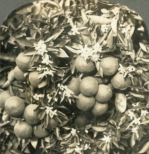 Orangenblüten und reife Orangen am selben Baum, Kalifornien, um 1900