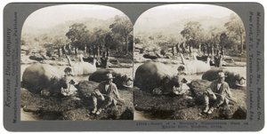 Ergebnis einer Morgenjagd auf Flusspferde am Mlembo-Fluss, Rhodesien, Afrika, 1910 von Keystone View Company
