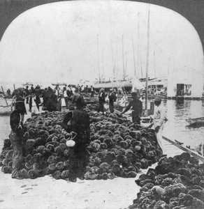 Schwamm-Markt, Hafen von Key West, Florida, USA, um 1900 von Keystone View Company