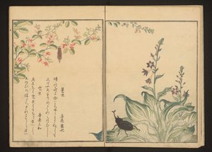 Korbwurm und Helmkäfer auf Buschkleeblume und Steinlauchblume