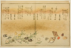 Beni-gai, hora-gai, urauzu-gai, wasure-gai, chiyonohana-gai und masuho-gai, aus dem illustrierten Buch "Geschenke der Ebbe"