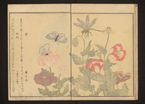 Schmetterlinge und Libelle in der Nähe von Mohnblumen von Kitagawa Utamaro