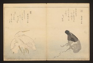 Kormoran und Reiher