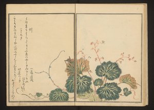 Regenwurm und schwarze Grille auf kriechendem Steinbrech von Kitagawa Utamaro