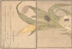 Abendzikade, Higurashi, Spinne, Kumo..., 1788 von Kitagawa Utamaro