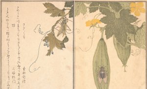 Grashüpfer Kirigirisu, Zikade Semi..., 1788 von Kitagawa Utamaro