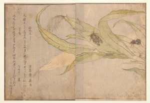 Higurashi und Spinne, 1788 (Holzschnitt) von Kitagawa Utamaro