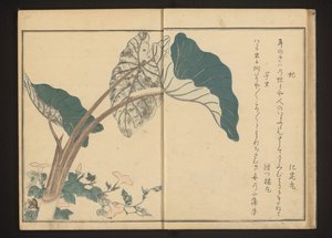 Pferdefliege auf Winde und Raupe auf Taro-Pflanze von Kitagawa Utamaro