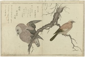Eichelhäher und Eule von Kitagawa Utamaro