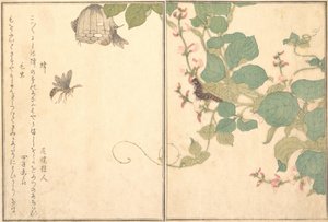 Papierwespe Hachi, haarige Raupe Kemushi..., 1788 von Kitagawa Utamaro