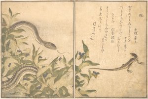 Rattenschlange Hebi, Eidechse oder Skink Tokage..., 1788 von Kitagawa Utamaro