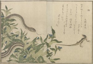 Schlange und Eidechse, 1788 von Kitagawa Utamaro