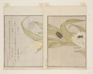 Spinne und Abendzikade von Kitagawa Utamaro
