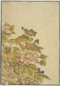 Herbstblumen: Pfingstrosen und Glockenblumen, aus dem Buch "Spiegel der schönen Frauen der Vergnügungsviertel (Seiro bijin awase sugata kagami)," Bd. 2